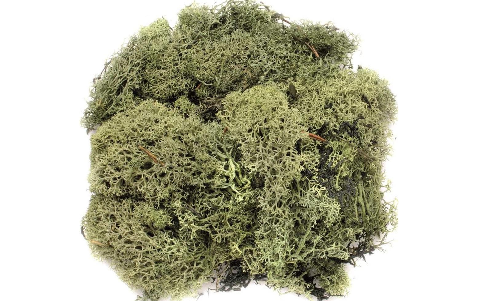 Glorex Islandmoos 50g Dunkelgrün