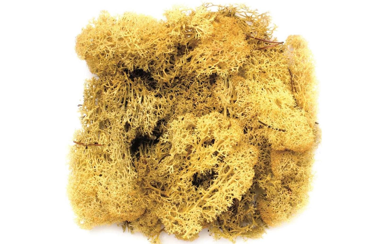 Glorex Islandmoos 50g gelb