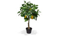 Botanic-Haus Zitronenbaum, H: 70 cm H: 70 cm, D: 35 cm, Topf D: 14 cm