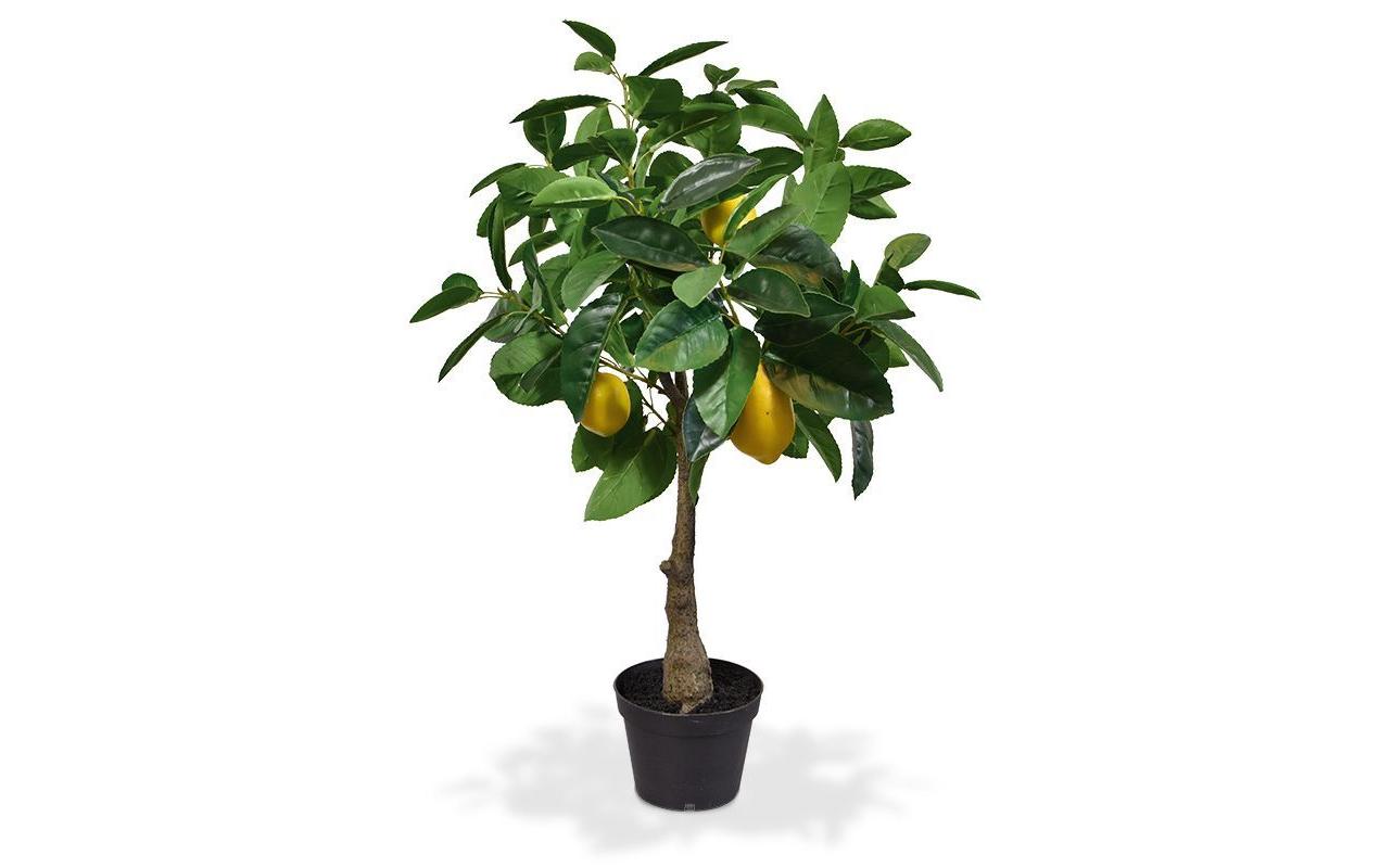 Botanic-Haus Zitronenbaum, H: 70 cm H: 70 cm, D: 35 cm, Topf D: 14 cm