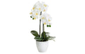 Botanic-Haus Phalenopsis Topf, 2 Rispen 54 cm, Polyester