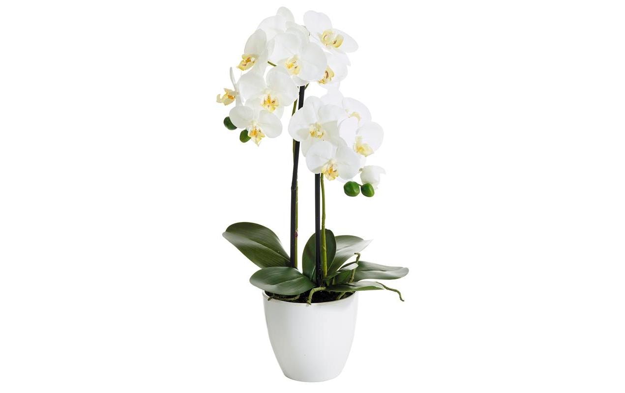 Botanic-Haus Phalenopsis Topf, 2 Rispen 54 cm, Polyester