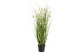 Botanic-Haus Fuchsschwanzgras im Topf H: 46 cm, Polyethylen
