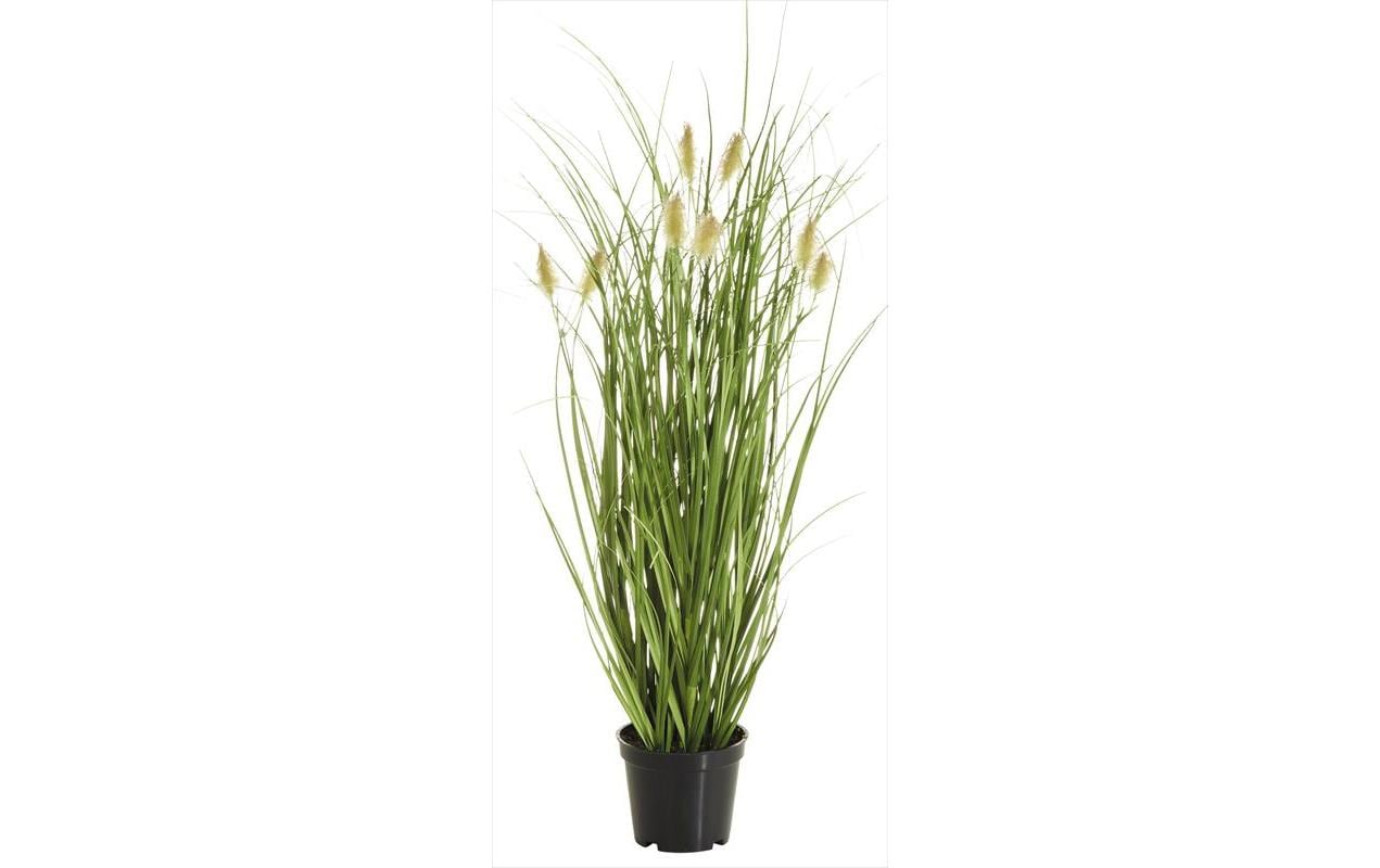 Botanic-Haus Fuchsschwanzgras im Topf H: 46 cm, Polyethylen