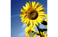 Paper + Design Servietten Sunflower Bloom 33x33 cm, 20 Stück