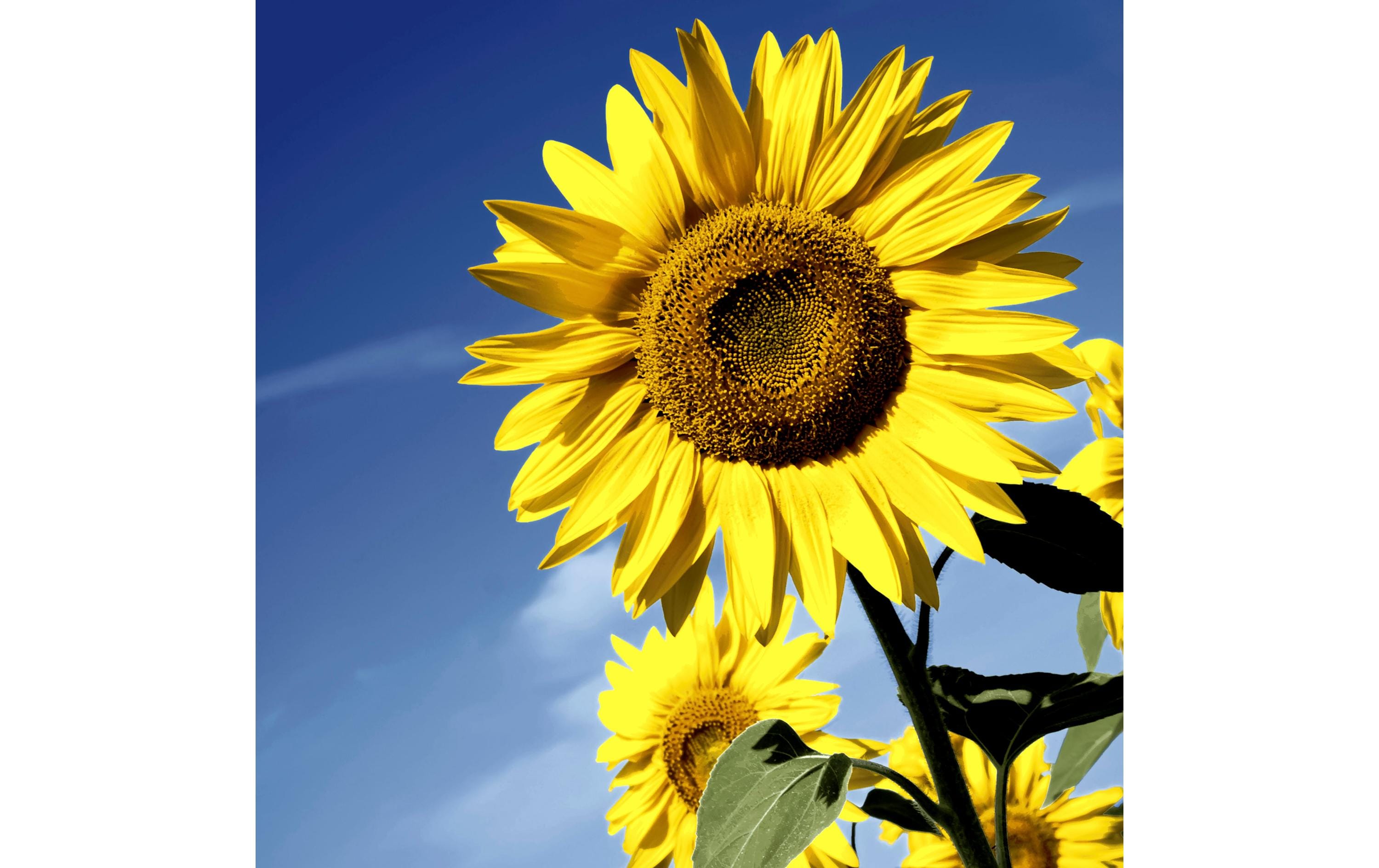 Paper + Design Servietten Sunflower Bloom 33x33 cm, 20 Stück