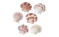 Hobbyfun Streuteile Muscheln 50 gr