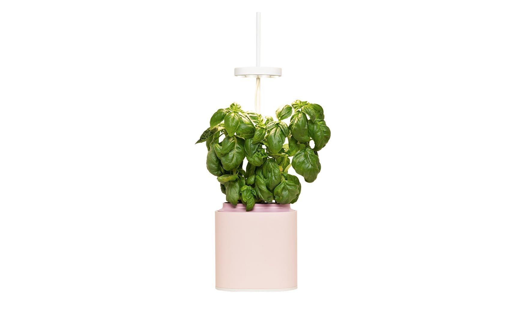 Prêt à Pousser Indoor Kräutergarten Nano Quartz Pink