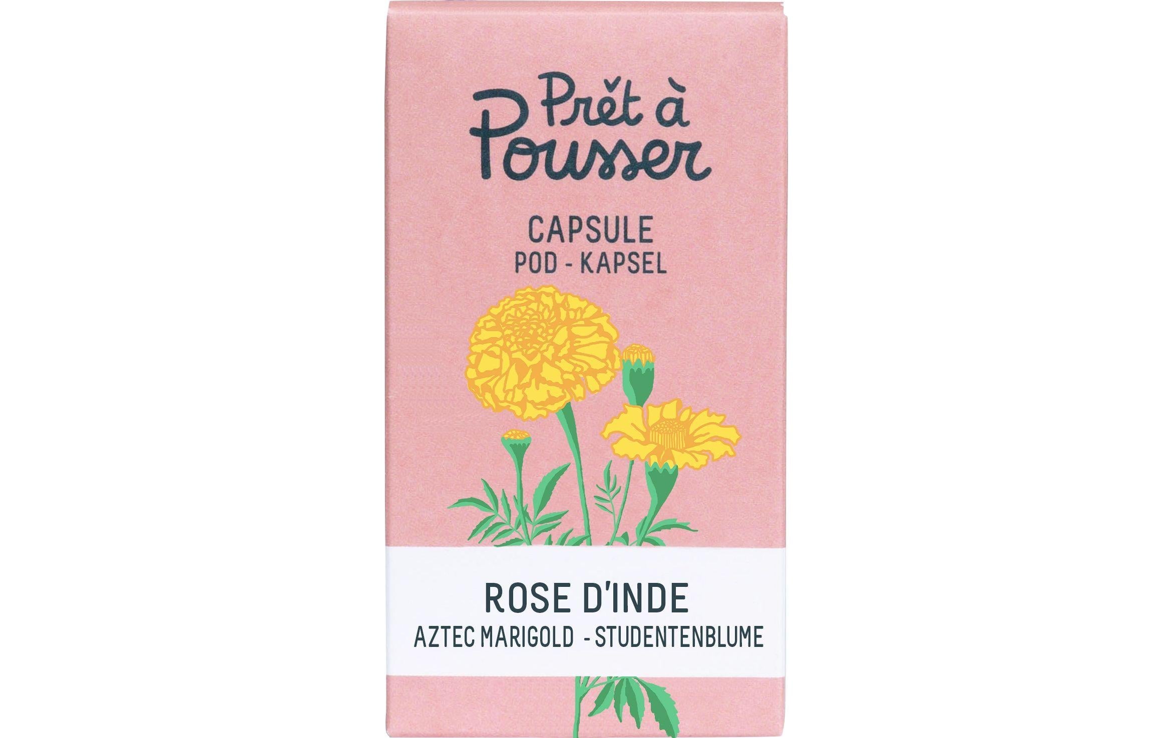 Prêt à Pousser Indische Rose Biologische Samen in Kapsel