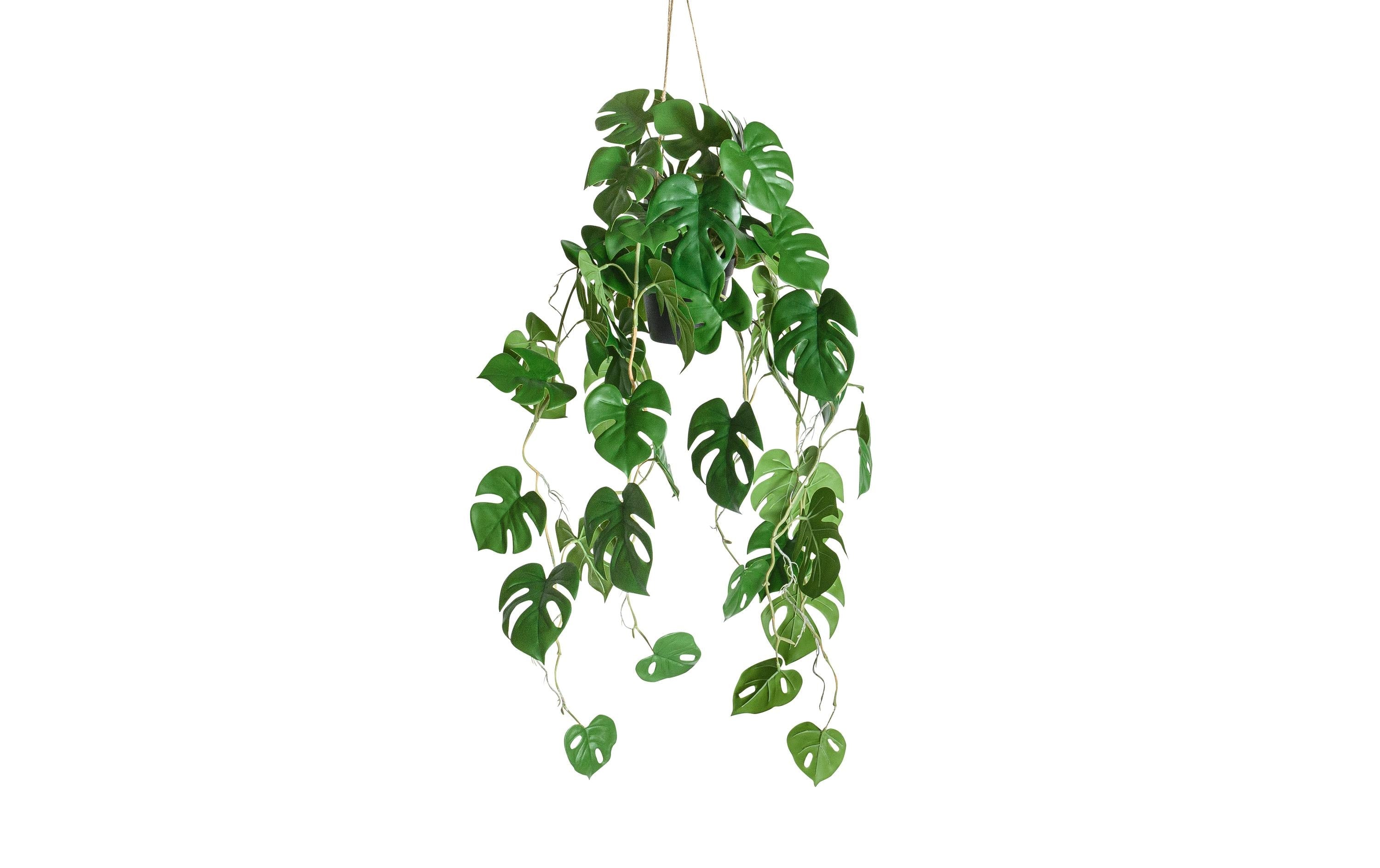 Botanic-Haus Philidrendron hängend Kunststoff, 86x37 cm (HxB)