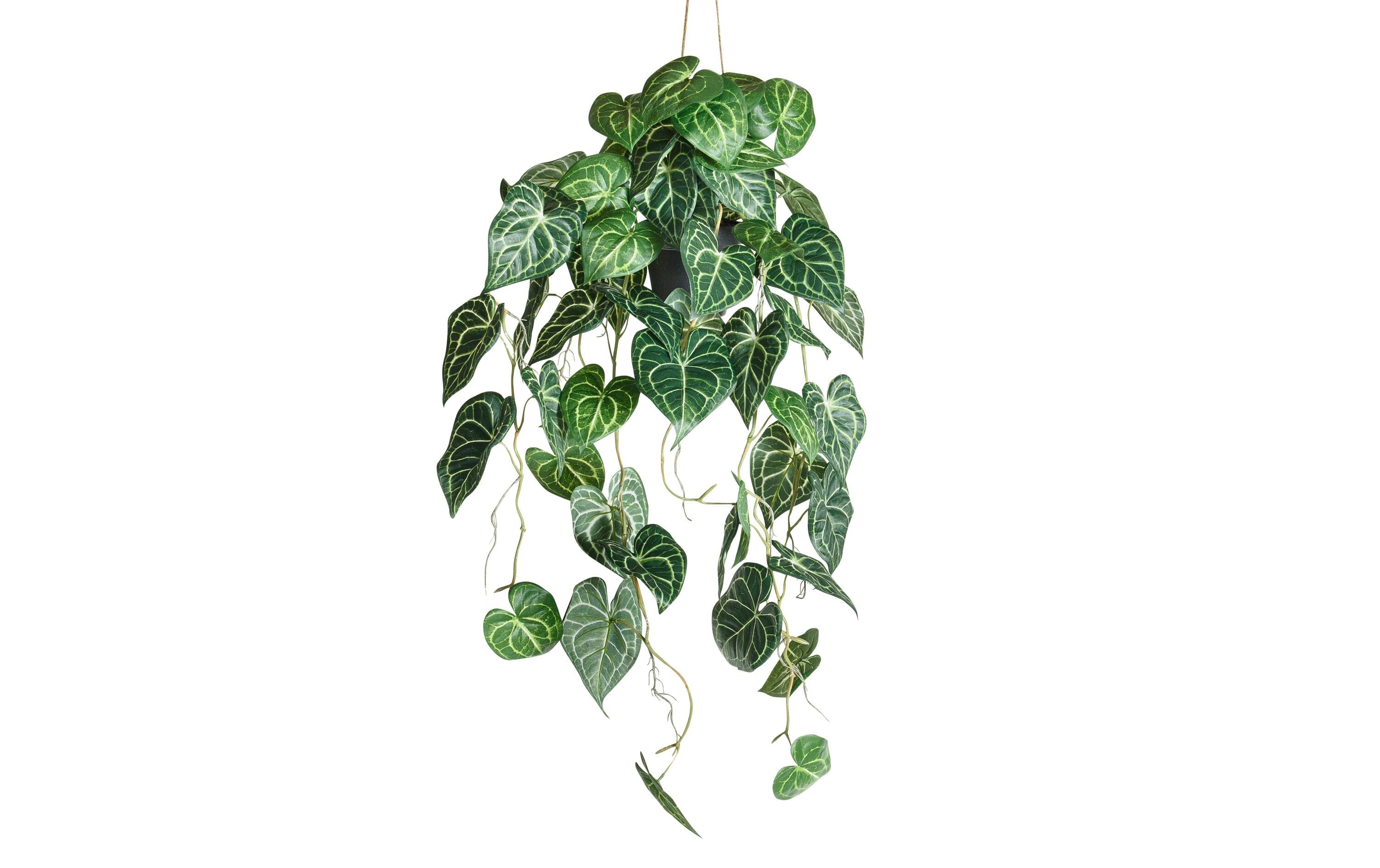 Botanic-Haus Anthurium hängend Kunststoff, 87x37 cm (HxB)