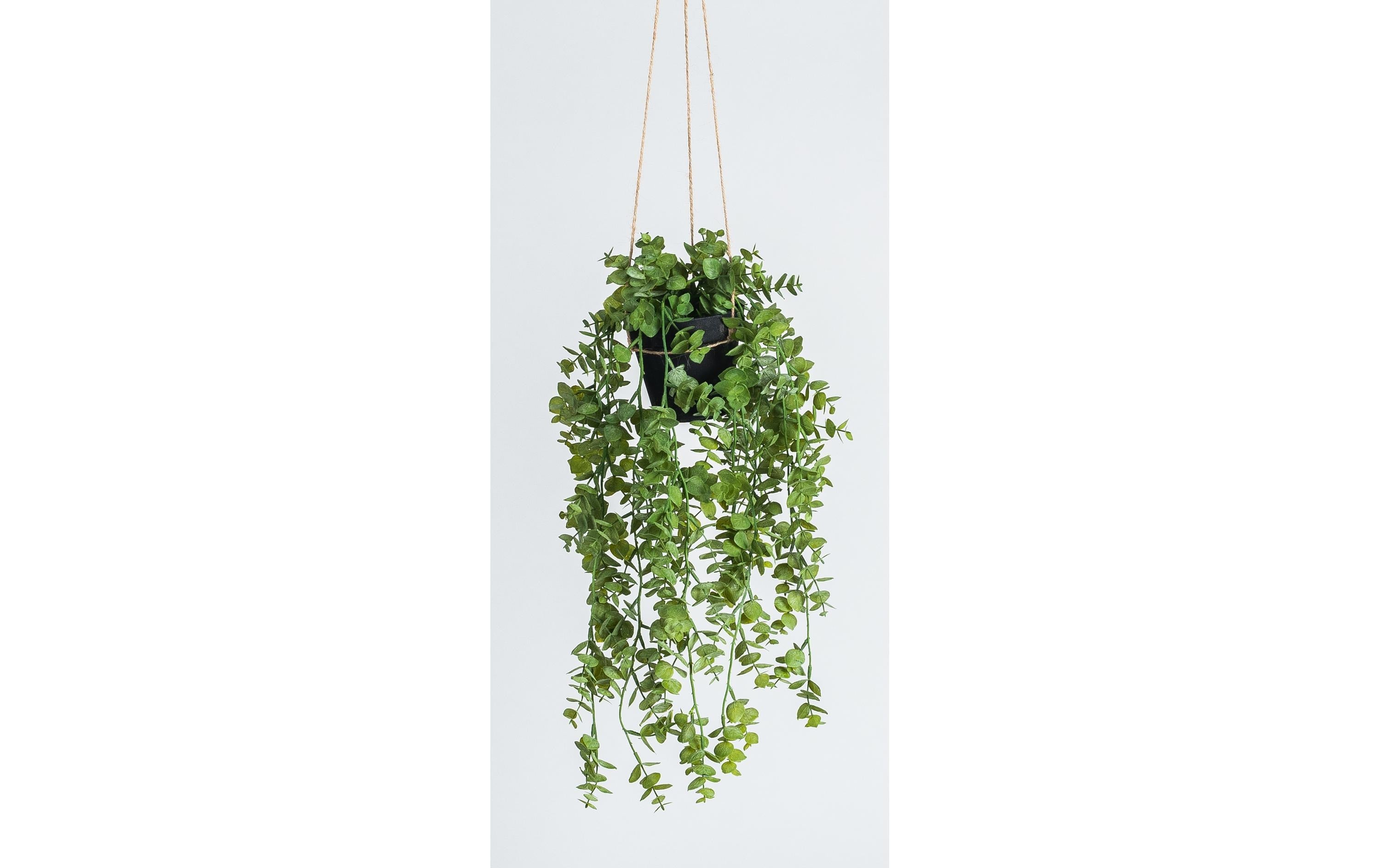 Botanic-Haus Eukalyptus hängend Kunststoff, 58x32 cm (HxB)