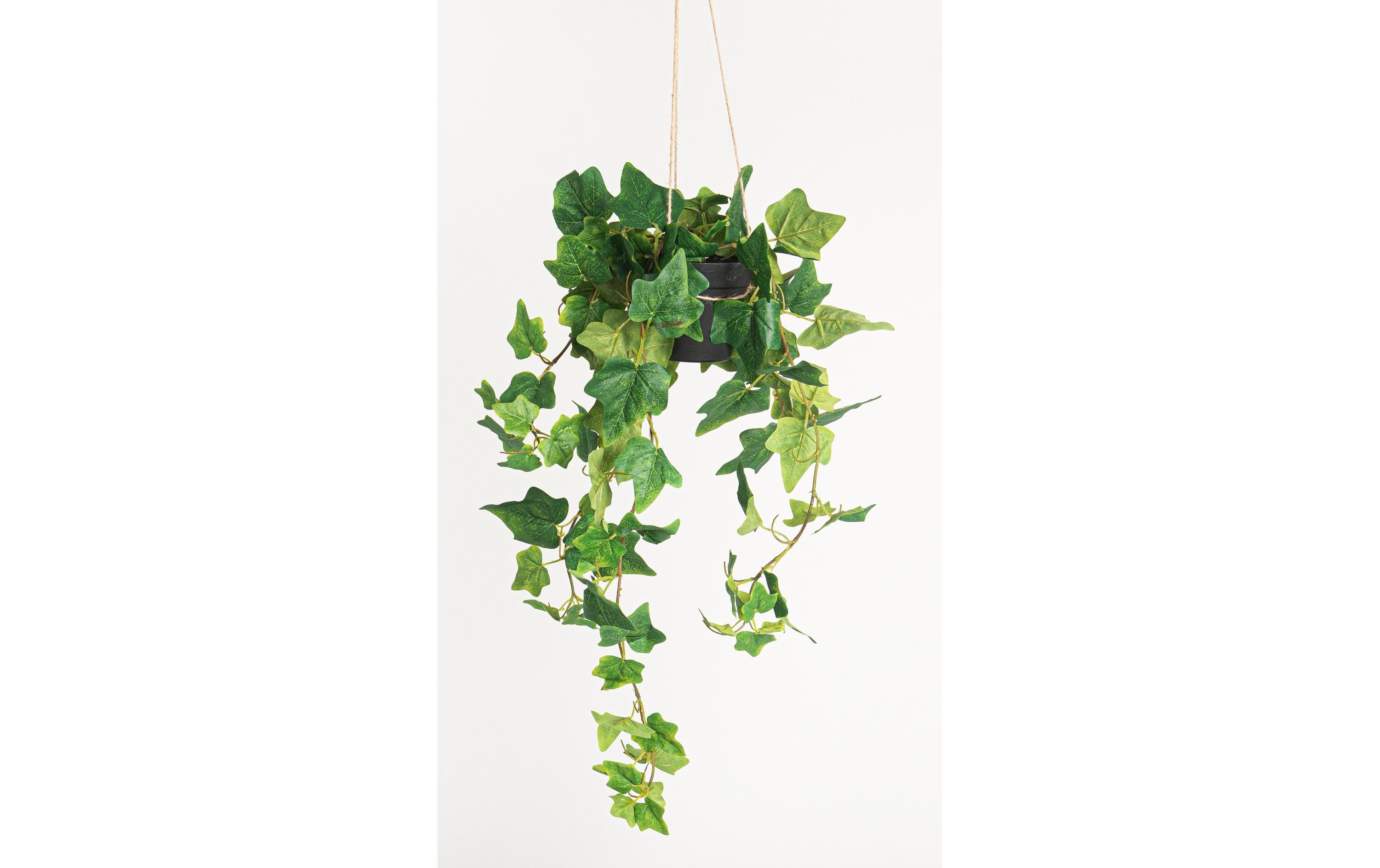 Botanic-Haus Efeu hängend Kunststoff, 85x38 cm (HxB)