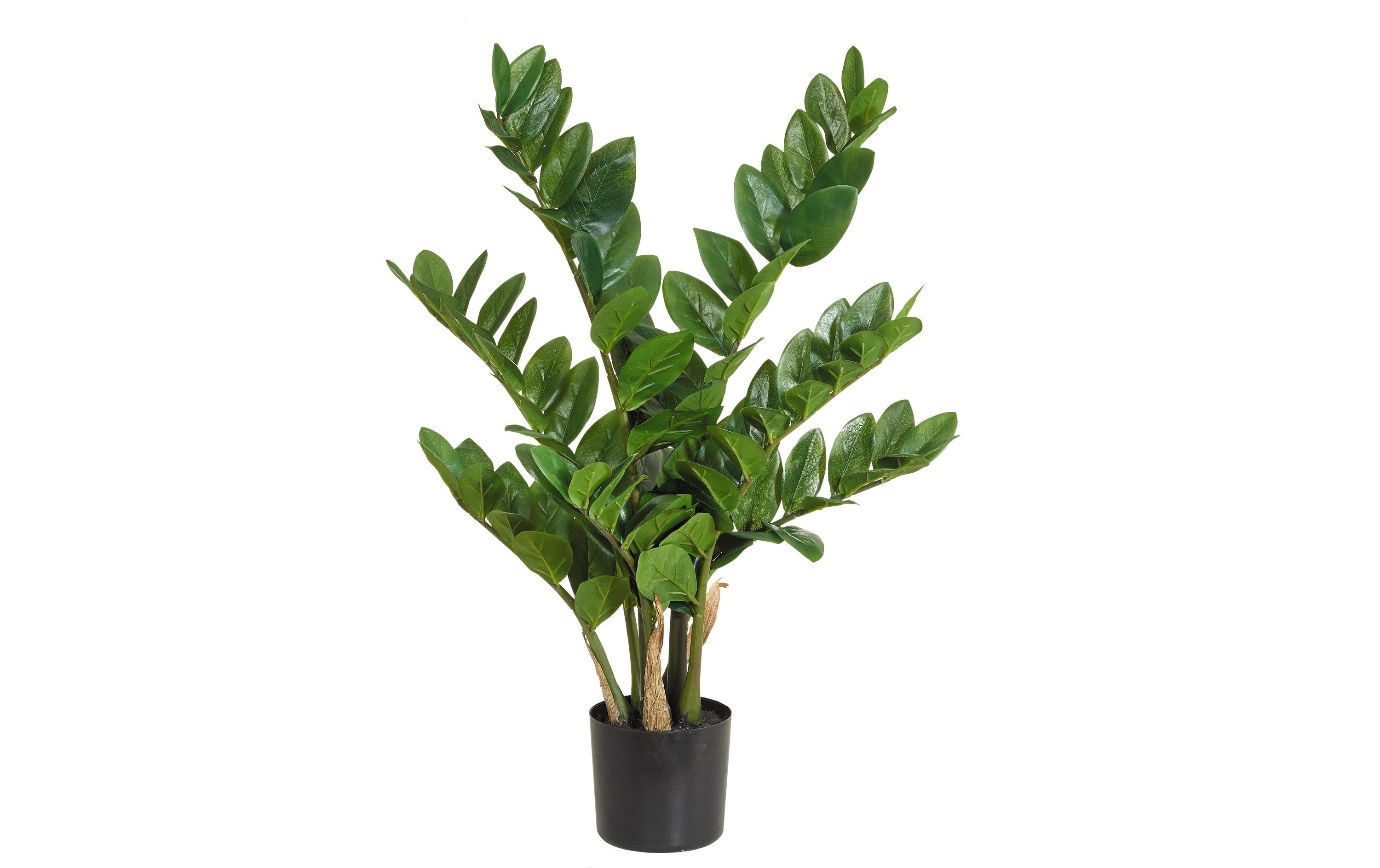 Botanic-Haus Zamiculcas Kunststoff, 70x25 cm (HxB)