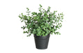 Botanic-Haus Eukalyptus Kunststoff, 21x13 cm (HxB)