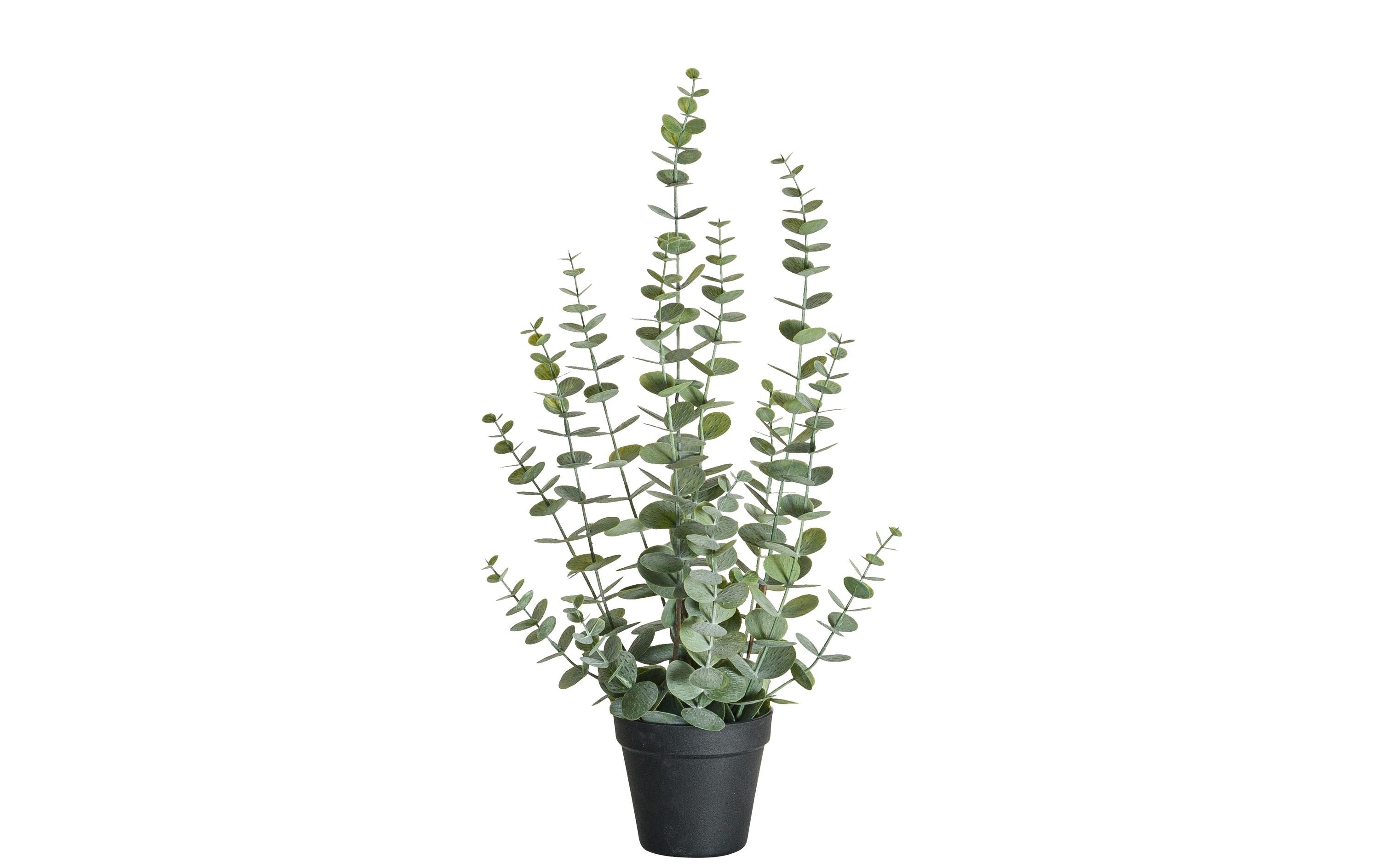 Botanic-Haus Eukalyptus Kunststoff, 58x16 cm (HxB)