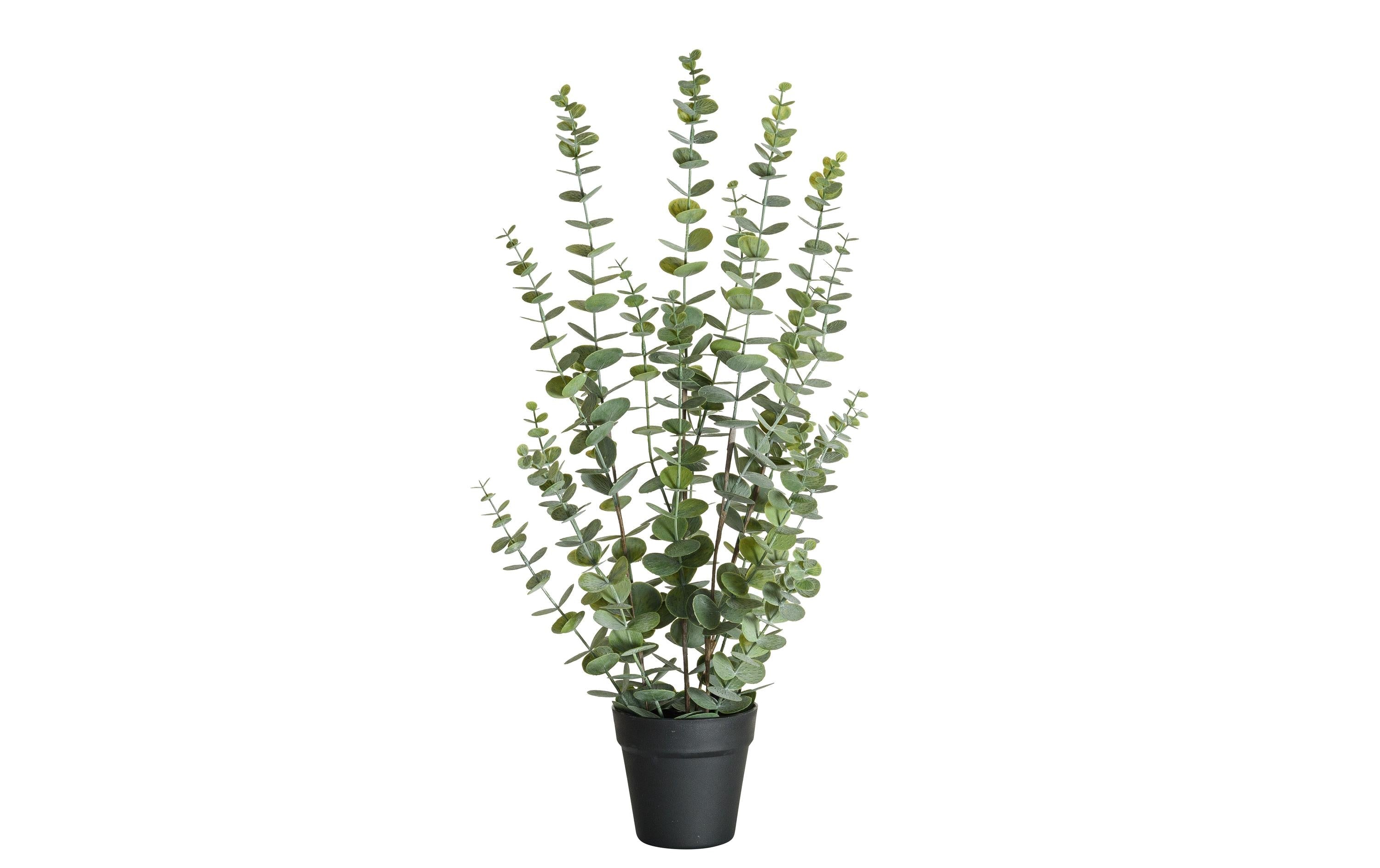 Botanic-Haus Eukalyptus Kunststoff, 76x40 cm (HxB)