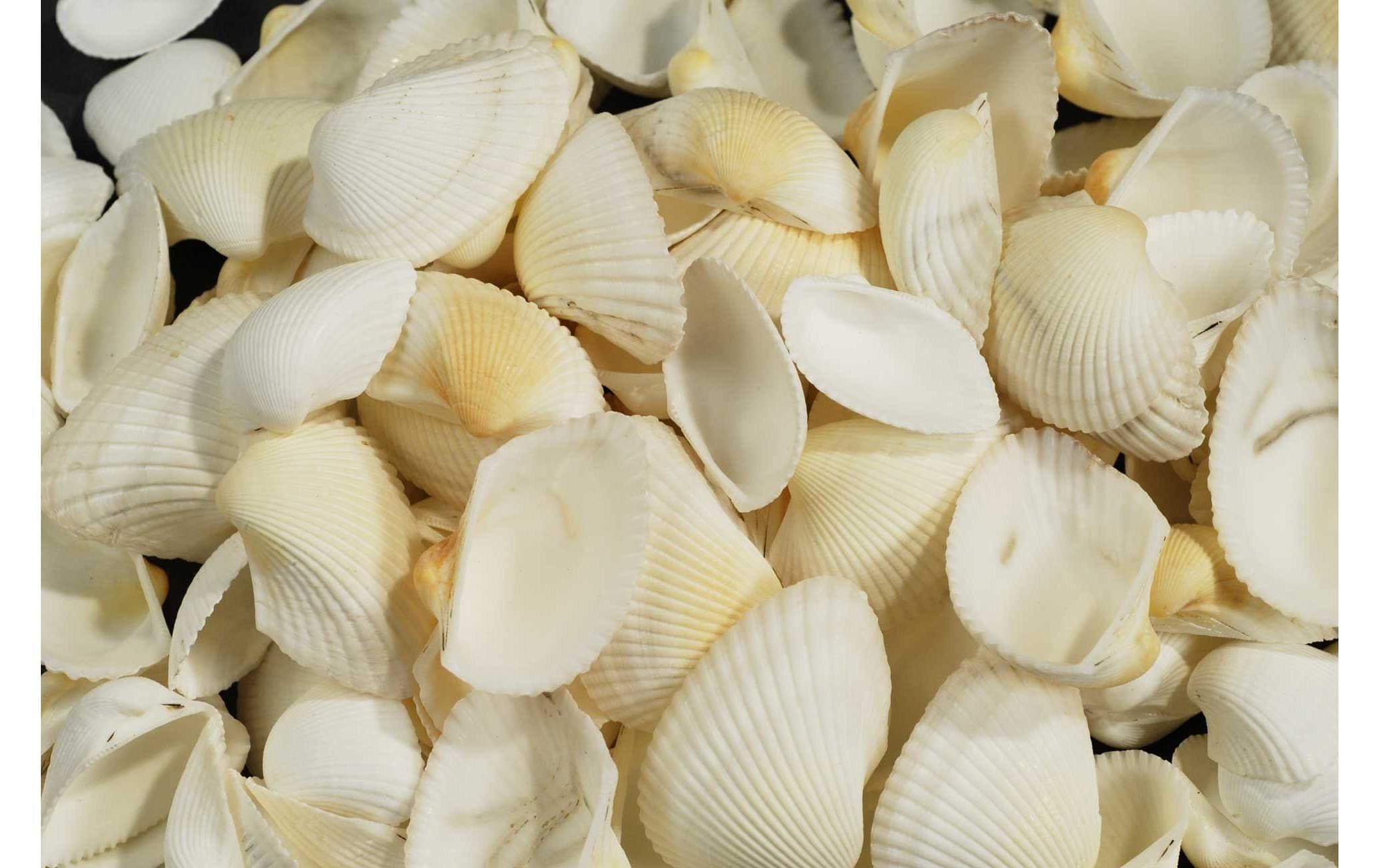 Ambiance Muscheln Weiss in Beutel 1.2 kg