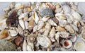 Ambiance Muscheln Natur in Beutel 1.2 kg, in Beutel