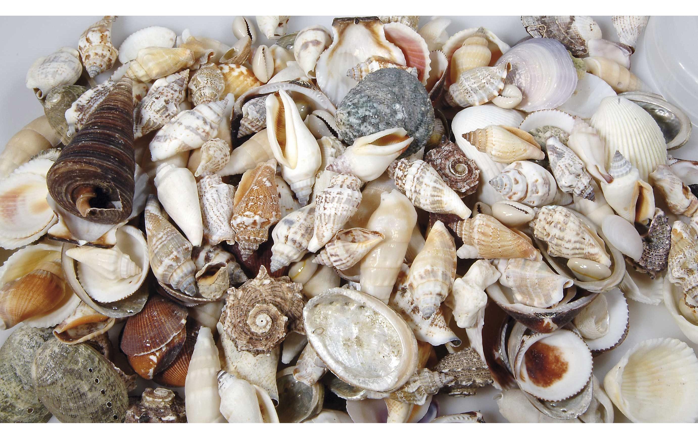 Ambiance Muscheln Natur in Beutel 1.2 kg, in Beutel