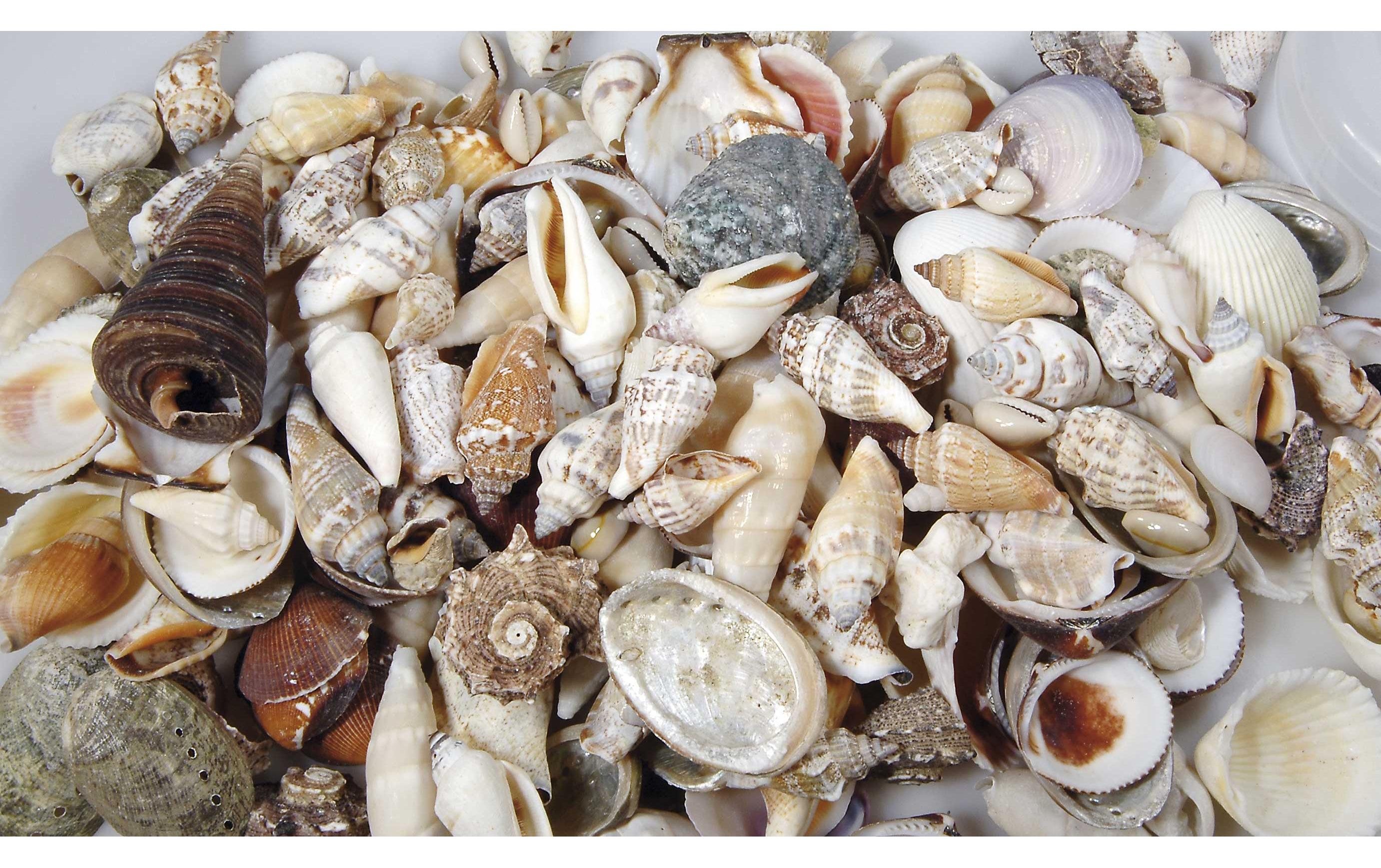 Ambiance Muscheln natur gemixt in Box