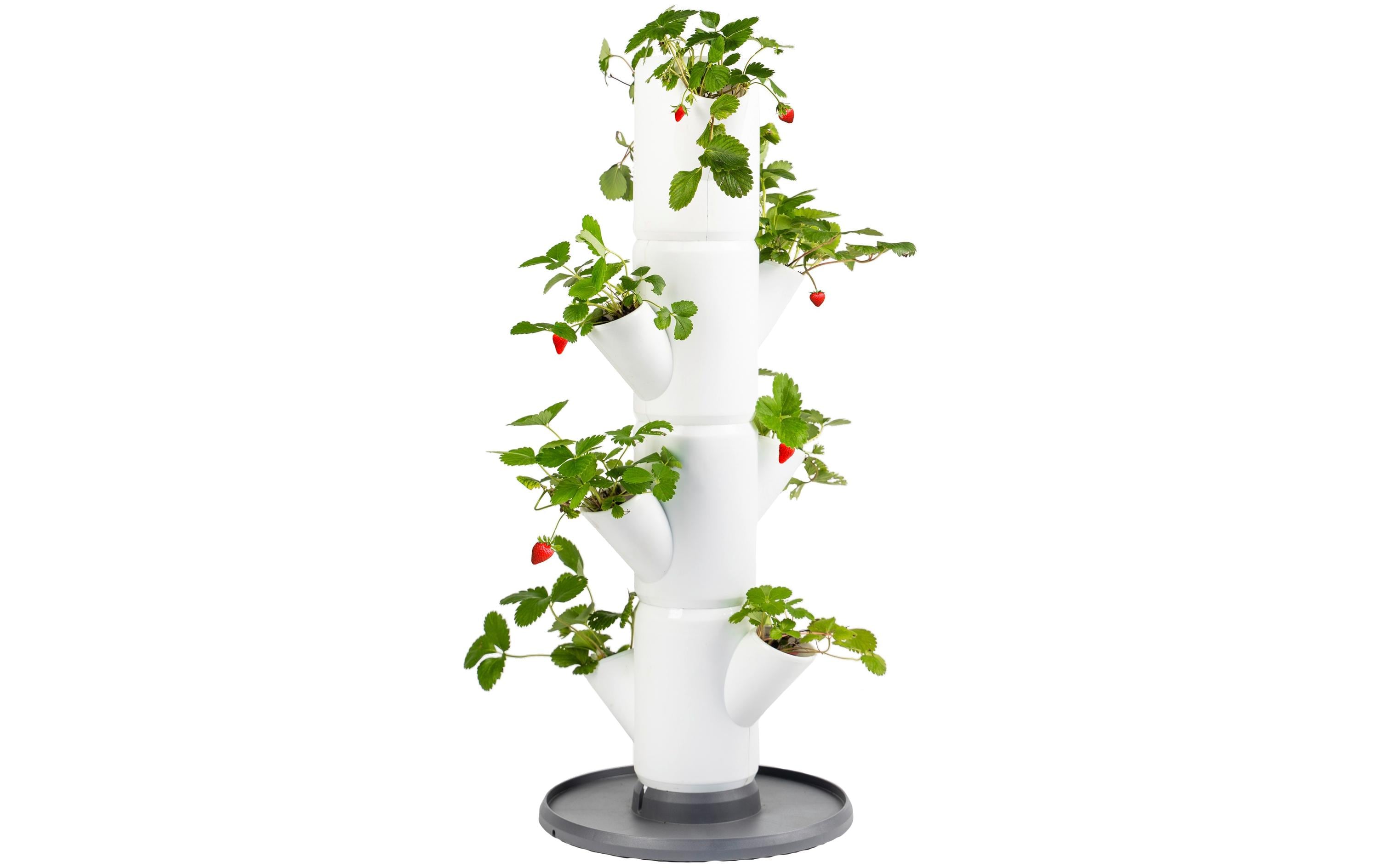 SISSI STRAWBERRY starter weiss Starterset 3 teilig