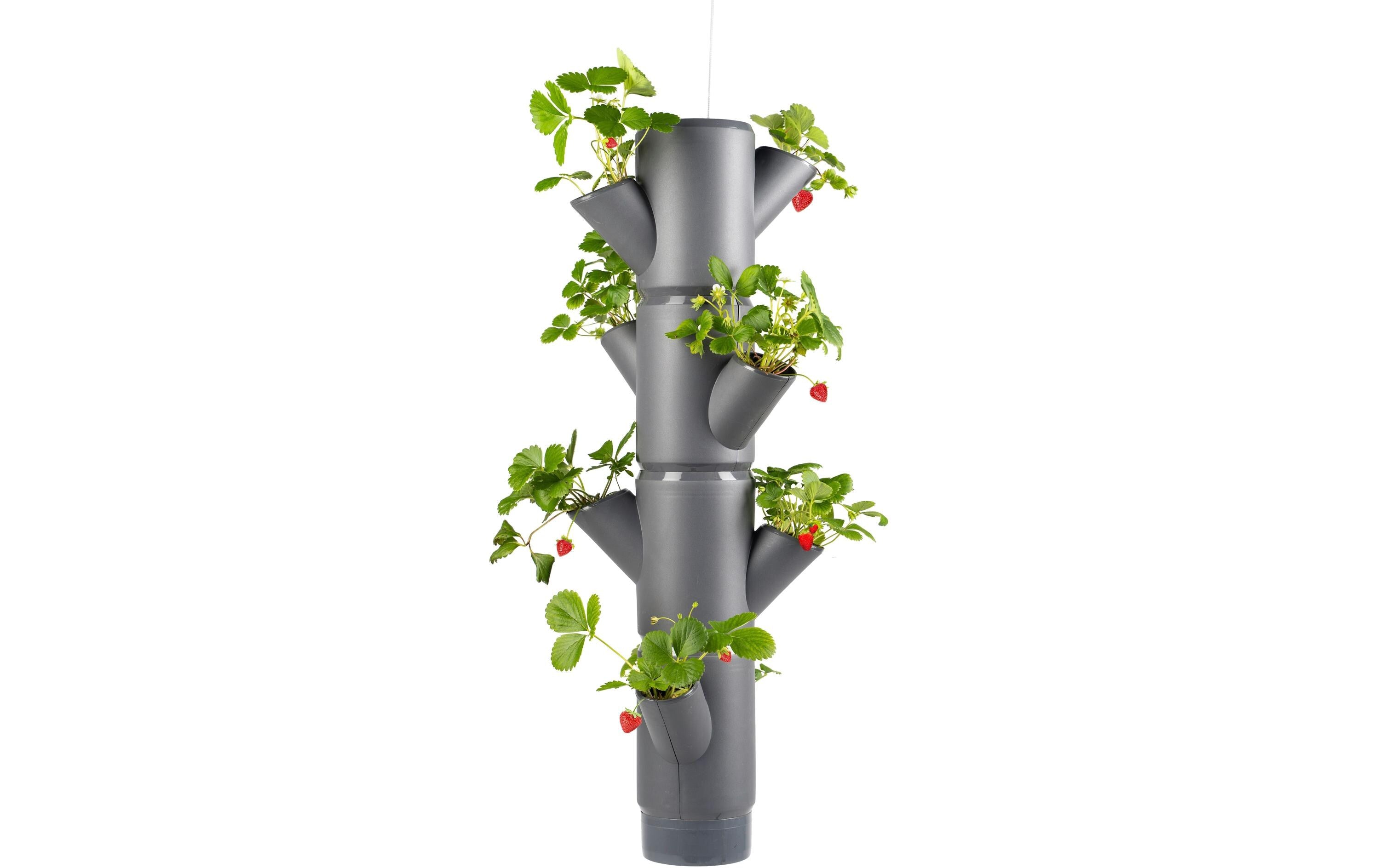 SISSI STRAWBERRY hanging anthrazit