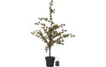 Star Trading Dekorativer Baum Larix inkl. LED WW, IP44, 117cm