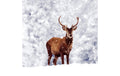 Paper + Design Servietten Winter Deer 33x33 cm, 20 Stück