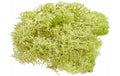 Hobbyfun Mini-Garten Islandmoos hellgrün 20g
