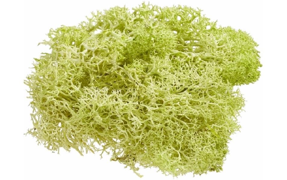 Hobbyfun Mini-Garten Islandmoos hellgrün 20g