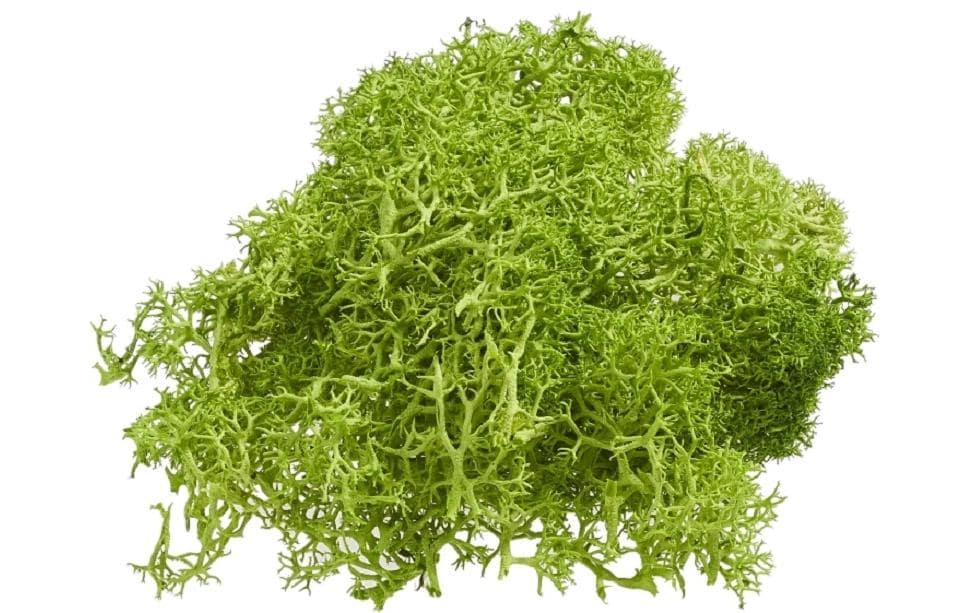 Hobbyfun Mini-Garten Islandmoos grün 20g