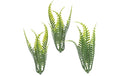 Hobbyfun Mini-Garten Farn I 7 cm, 3 Stück