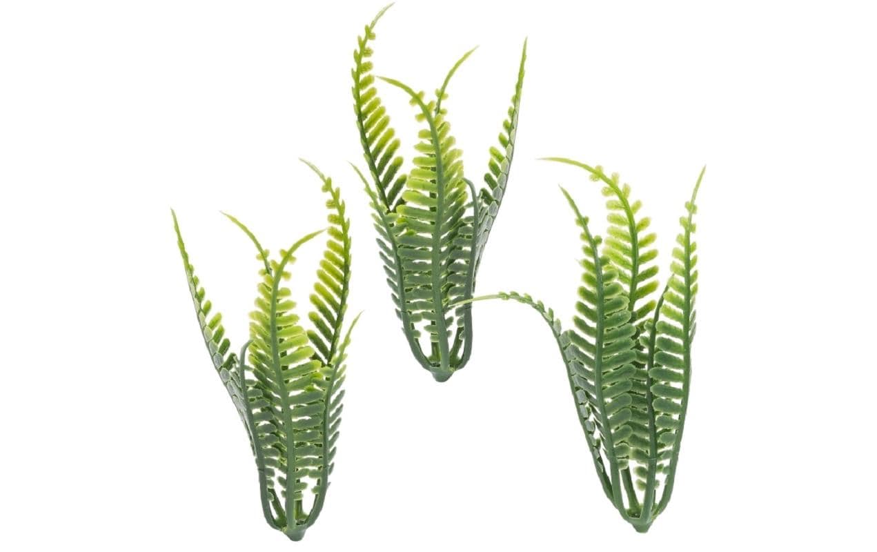 Hobbyfun Mini-Garten Farn I 7 cm, 3 Stück
