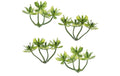 Hobbyfun Mini-Garten Buchs I 3 cm, 6 Stück
