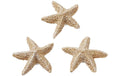Hobbyfun Mini-Tier Seestern natur 2 cm, 4 Stück