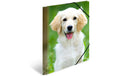 Herma Sammelmappe A4 Hunde Material: Polypropylen, mit Innendruck