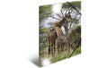 Herma Sammelmappe A4 Glossy Tiere Giraffe Material: Polypropylen, mit Innendruck