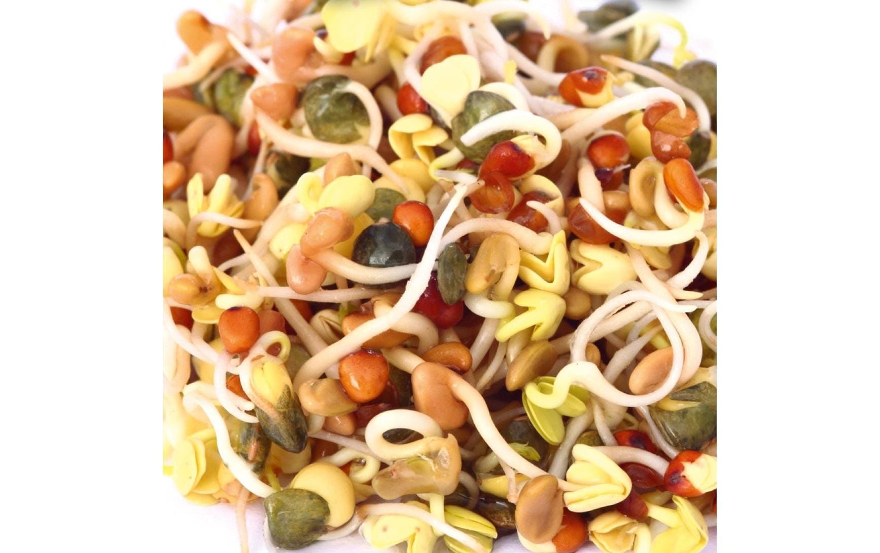 HARRY HERBS Microgreens Nachfüllset Daikon - Rettich