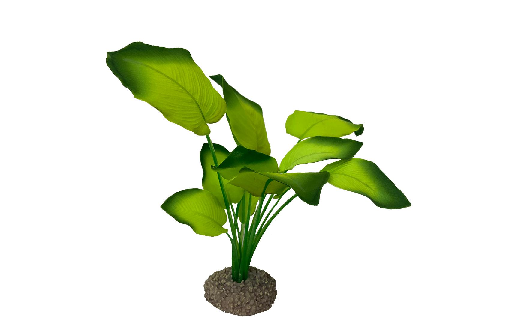 AquaDella Anubias 3 20cm grün