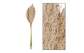 CHALET Trockenblumen Schilfrohrfeder,10 St. Natur, 75 cm