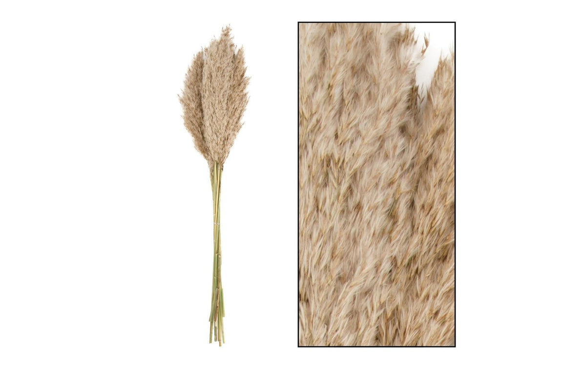 CHALET Trockenblumen Schilfrohrfeder,10 St. Natur, 75 cm