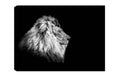 Wallxpert Bild Lion Baumwolle/Holz, 50x70cm