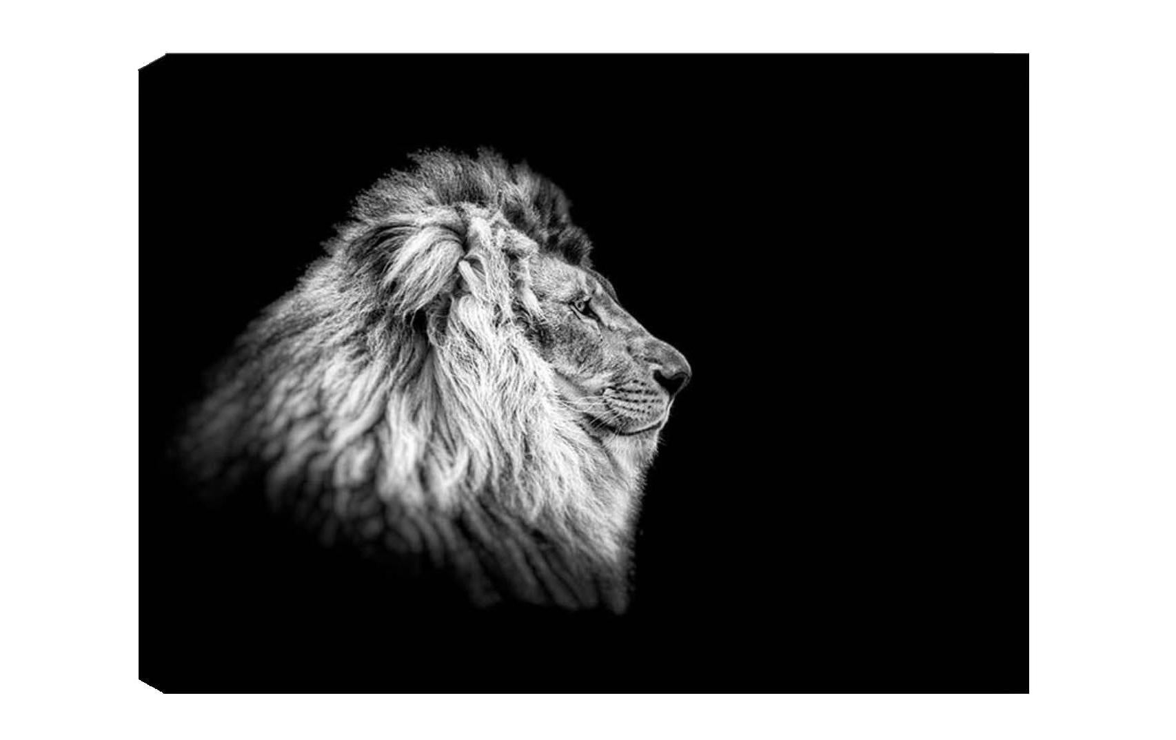 Wallxpert Bild Lion Baumwolle/Holz, 50x70cm