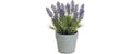 Botanic-Haus Lavendel im Topf 22x14 cm (HxB), Kunststoff