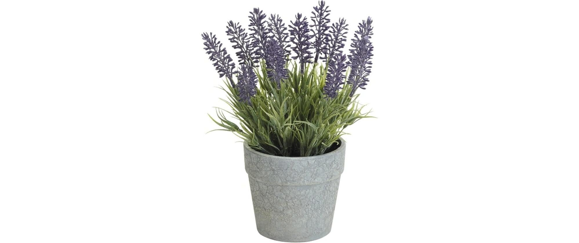 Botanic-Haus Lavendel im Topf 22x14 cm (HxB), Kunststoff
