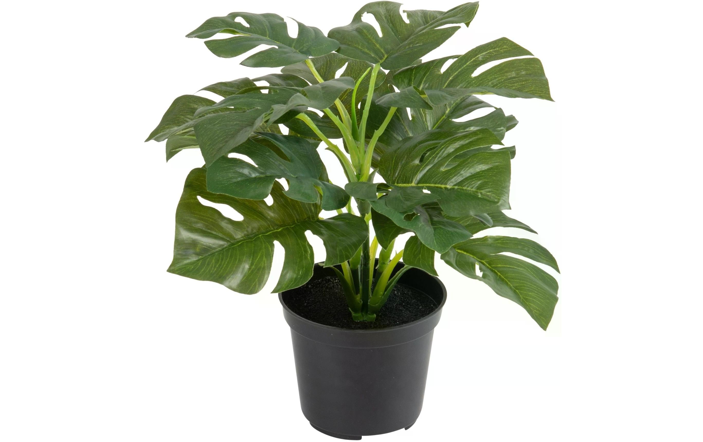 Botanic-Haus Philodendron im Topf Höhe: 28cm, Topfdurchmesser:14cm