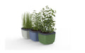HERBS BUDDY 3er Set trecolore 3er Set trecolore