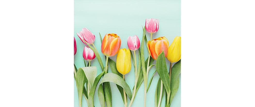 B+C Servietten Rainbow Tulips mint 33x33 cm, 20 Stück