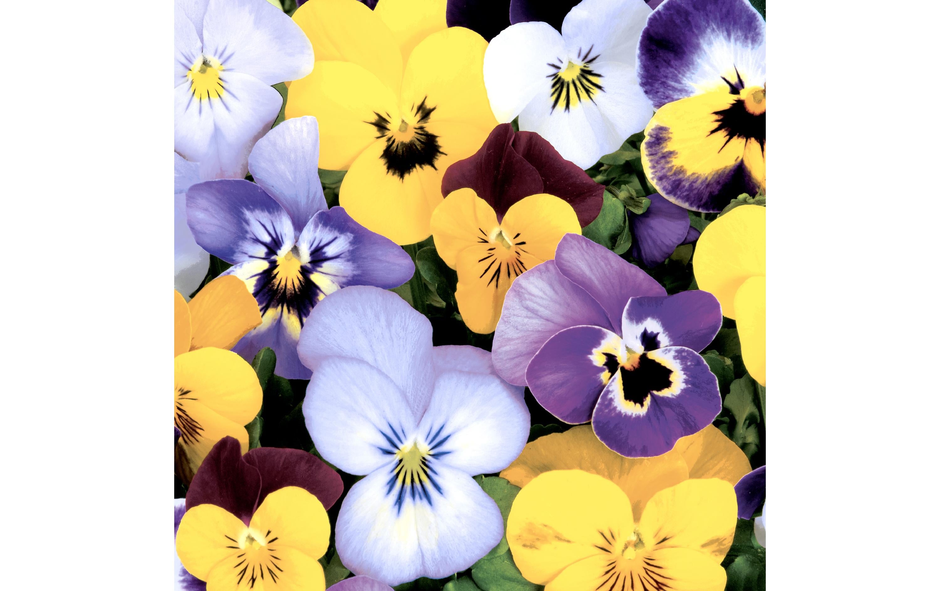 Paper + Design Servietten Pansies 33x33 cm, 20 Stück